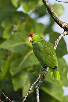 Images Dated 7th May 2013: Red-Crowned Parrot (Amazona viridigenalis)