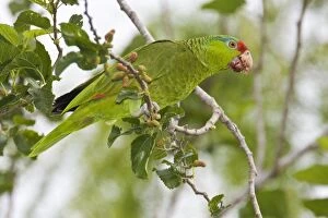 Images Dated 28th March 2008: Red-crowned / Red-crowned Amazon / Green-cheeked Parrot. Allen William's Sanctuary