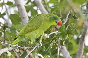 Red-crowned / Red-crowned Amazon / Green-cheeked Parrot