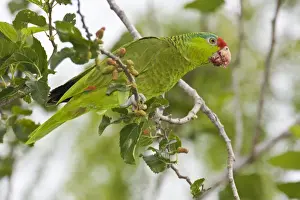 Red Crowned Prints: Red-crowned / Red-crowned Amazon / Green-cheeked Parrot