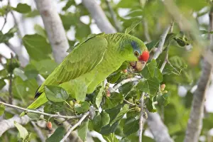 Red-crowned / Red-crowned Amazon / Green-cheeked Parrot. Allen William's Sanctuary, Pharr Texas in March