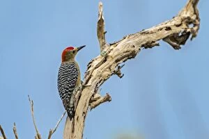 Images Dated 18th November 2016: Red-crowned Woodpecker, Los Llanos, Colombia