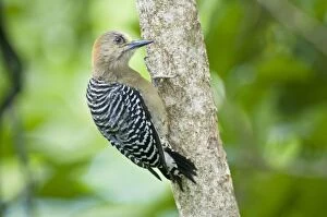 Red-crowned Woodpecker - on tree