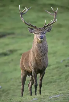 Proud Prints: Red Deer