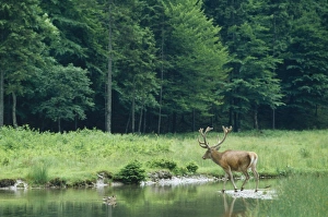 Images Dated 27th May 2005: Red Deer