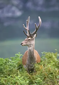 Red Deer