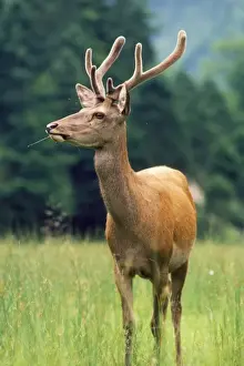 Red Deer
