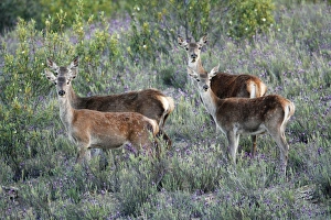 Images Dated 27th April 2009: Red Deer - 2 hinds with their calves in scrub Lavender