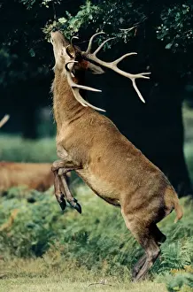 Acorns Prints: Red Deer CAN 303 Stag eating leaves and Acorns - UK Cervus elaphus © John Cancalosi / ARDEA LONDON