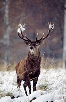 Deer Collection: Red Deer