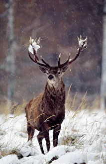 Red Deer