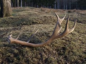 Images Dated 18th March 2012: Red Deer - antler rack