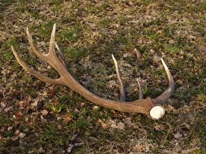 Images Dated 18th March 2012: Red Deer - antler rack