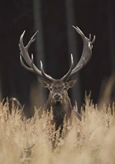 Images Dated 23rd September 2010: Red Deer - buck
