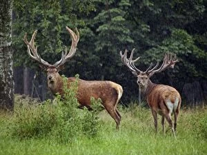Red Deer - buck with antlers in velvet