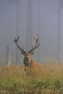 Images Dated 4th September 2014: Red Deer buck Autumn