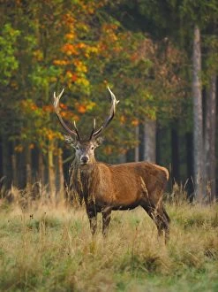 Red deer buck autumn