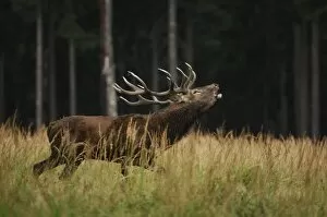 Red Deer - buck belling in mating season
