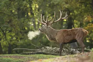 Red Deer - buck belling in rut season - Germany