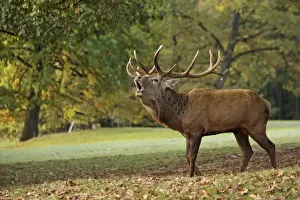 Red Deer - buck belling in rut season - Germany