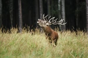 Red Deer - buck bellowing in mating season