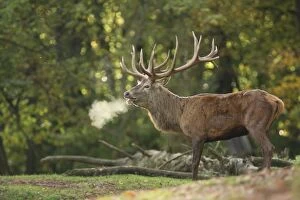 Red Deer - buck bellowing in rut season