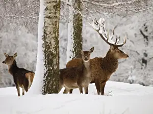 Does Prints: Red Deer - buck with cows in snow - Germany