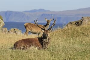 Images Dated 29th September 2013: Red Deer - buck and doe Isle of Rhum, Scotland