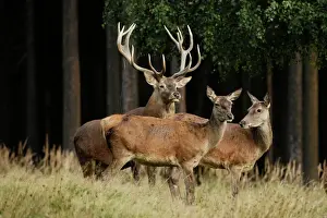 Deer Prints: Red Deer - buck and hinds, Germany