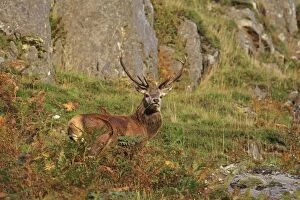 Images Dated 25th September 2013: Red Deer - buck Loch Assynt, Scottish Highlands