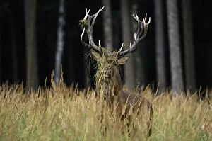 Red Deer - buck in mating season