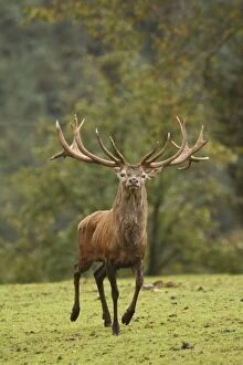 Red Deer - buck in rut season