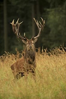 Red Deer - buck in rut season Germany (Cervus elaphus)