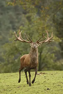 Red Deer - buck in rut season - Germany