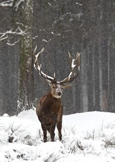 Images Dated 9th January 2010: Red Deer - buck in snowfall - Germany
