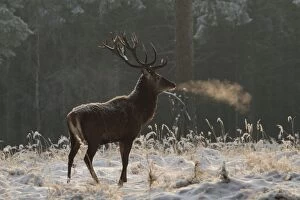Red Deer - buck in winter snow