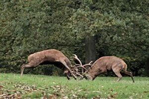 Red Deer - bucks fighting