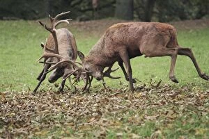 Images Dated 9th October 2010: Red Deer - bucks fighting