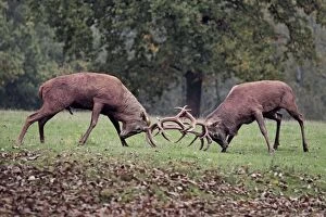 Images Dated 8th October 2010: Red Deer - bucks fighting - Pfalzer Wald - Germany