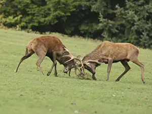 Red Deer - bucks fighting in rut season - Germany