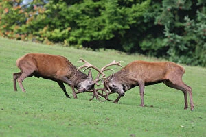 Face To Face Collection: Red Deer - bucks fighting in rut season - Germany