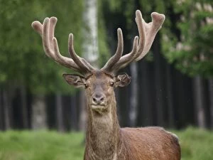 Images Dated 28th May 2012: Red Deer - bucks with growing antlers in velvet
