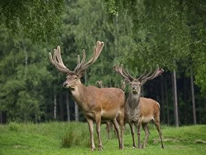 Images Dated 28th May 2012: Red Deer - bucks with growing antlers in velvet