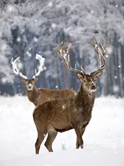 Red Deer - bucks in snow