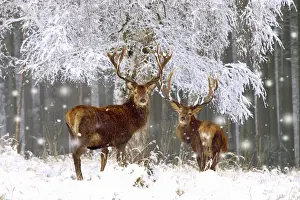 Red Deer - bucks in snow