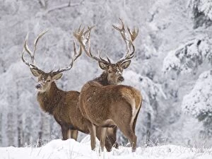 Images Dated 11th February 2010: Red Deer - bucks in snow