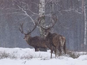 Blizzard Gallery: Red Deer - bucks in snow blizzard