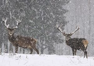 Images Dated 12th December 2010: Red Deer - bucks in snow blizzard