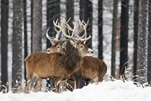 Deer Collection: Red Deer - bucks in snow covered landscape, Germany