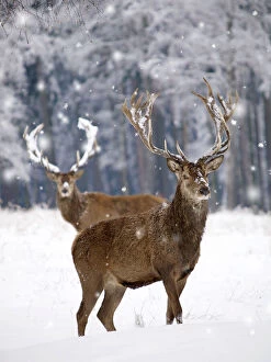 Stag Gallery: Red Deer - bucks in snow     Date: 24-05-2021